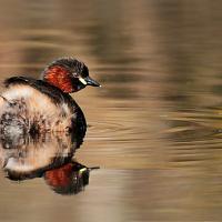 Little Grebe 2 